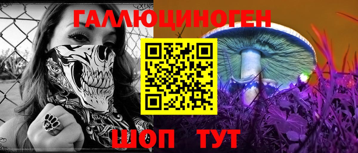 Галлюциногенные грибы Psilocybe Гусиноозёрск