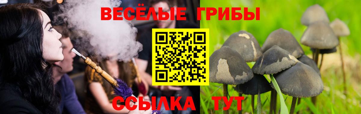 Псилоцибиновые грибы Psilocybe  Вход с VPN  Гусиноозёрск  Галлюциногенные грибы MAGIC MUSHROOMS 